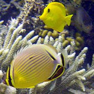 Oval Butterrly and Yellow Tang- Wing Beach -Saipan by Martin Dalsaso 